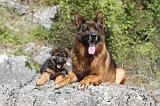 BERGER ALLEMAND 210